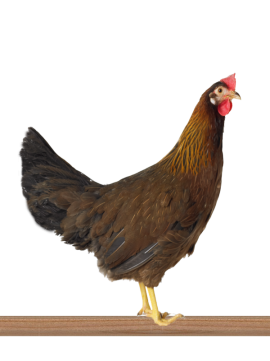 Italiener Huhn - Hybried Hühner 